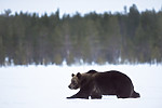 BB_20180417_0397 / Ursus arctos / Brunbjørn