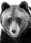 BB_20180417_0605-2 / Ursus arctos / Brunbjørn