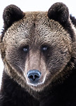 BB_20180417_0605 / Ursus arctos / Brunbjørn