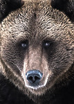 BB_20180417_0606 / Ursus arctos / Brunbjørn