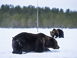 BB_20180417_0682 / Ursus arctos / Brunbjørn