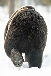 BB_20180418_0171_ / Ursus arctos / Brunbjørn