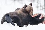 BB_20180418_0185 / Corvus corax / Ravn <br /> Ursus arctos / Brunbjørn