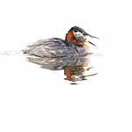 BB_20180512_0327 / Podiceps grisegena / Gråstrupedykker