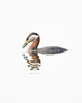 BB_20180512_0352 / Podiceps grisegena / Gråstrupedykker