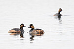 BB_20180512_0508 / Podiceps nigricollis / Svarthalsdykker