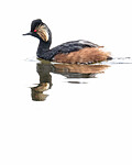 BB_20180512_0556 / Podiceps nigricollis / Svarthalsdykker