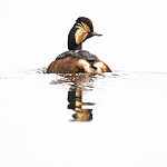 BB_20180512_0613 / Podiceps nigricollis / Svarthalsdykker