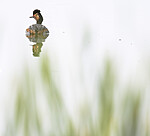 BB_20180512_0633 / Podiceps nigricollis / Svarthalsdykker