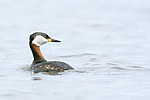 BB_20180512_2966 / Podiceps grisegena / Gråstrupedykker