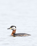 BB_20180512_2983 / Podiceps grisegena / Gråstrupedykker