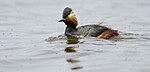 BB_20180512_4335 / Podiceps nigricollis / Svarthalsdykker