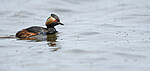BB_20180512_4558 / Podiceps nigricollis / Svarthalsdykker
