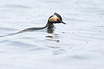 BB_20180512_4950 / Podiceps nigricollis / Svarthalsdykker