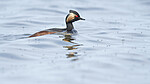 BB_20180512_5034 / Podiceps nigricollis / Svarthalsdykker