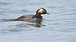 BB_20180512_6209 / Podiceps nigricollis / Svarthalsdykker