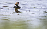 BB_20180512_6410 / Podiceps nigricollis / Svarthalsdykker
