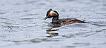 BB_20180512_6554 / Podiceps nigricollis / Svarthalsdykker