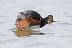 BB_20180512_6718 / Podiceps nigricollis / Svarthalsdykker