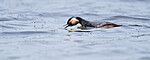 BB_20180512_6903 / Podiceps nigricollis / Svarthalsdykker