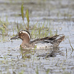 BB_20180512_7633 / Anas querquedula / Knekkand