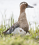 BB_20180512_8662 / Anas querquedula / Knekkand