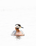 BB_20180512_9968 / Podiceps grisegena / Gråstrupedykker