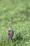 BB_20180513_0760 / Alauda arvensis / Sanglerke