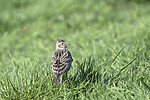 BB_20180513_0762 / Alauda arvensis / Sanglerke