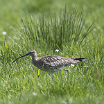 BB_20180513_2229 / Numenius arquata / Storspove