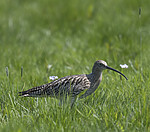 BB_20180513_2246 / Numenius arquata / Storspove