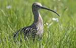 BB_20180513_2406 / Numenius arquata / Storspove