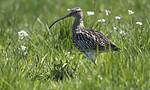 BB_20180513_2428 / Numenius arquata / Storspove