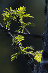 BB_20180519_0027 / Sorbus aucuparia / Rogn