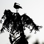 BB_20180519_0233 / Numenius phaeopus / Småspove