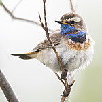 BB_20180622_0322 / Luscinia svecica / Blåstrupe