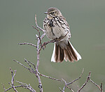 BB_20180622_0545 / Anthus pratensis / Heipiplerke