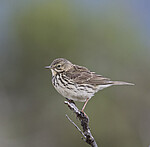 BB_20180622_0559 / Anthus pratensis / Heipiplerke