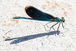 BB_20180702_0293 / Calopteryx virgo / Blåvingevannymfe