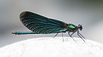 BB_20180712_0221 / Calopteryx virgo / Blåvingevannymfe
