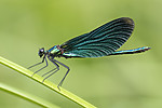 BB_20180712_0240 / Calopteryx virgo / Blåvingevannymfe