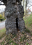 BB_20181021_0224 / Quercus robur / Sommereik