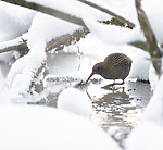 BB_20190129_0109 / Rallus aquaticus / Vannrikse
