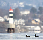 BB_20190302_0172 / Melanitta fusca / Sjøorre