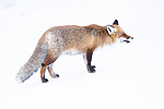 BB_20190419_0058 / Vulpes vulpes / Rødrev