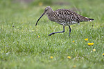 BB_20190501_0441 / Numenius arquata / Storspove