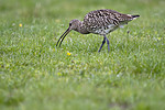 BB_20190501_0448 / Numenius arquata / Storspove