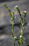 BB_20190514_0041 / Buglossoides arvensis / åkersteinfrø