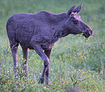 BB_20190604_0032 / Alces alces / Elg