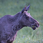 BB_20190604_0041 / Alces alces / Elg